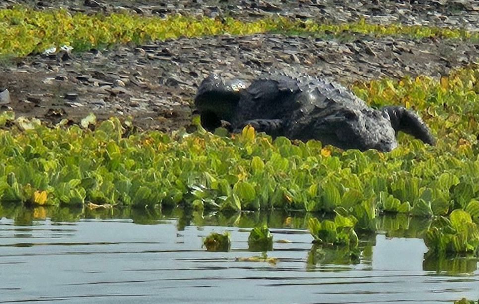 Chambal River Safari