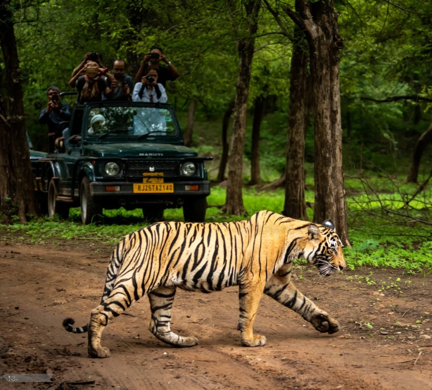 Gypsy Safari Ranthambore