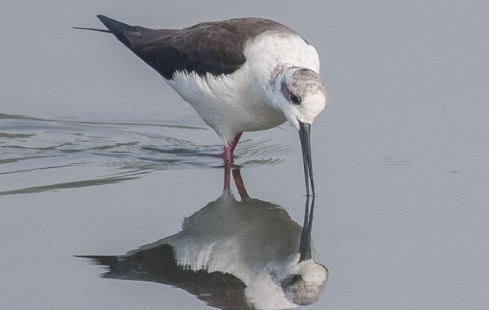 Surwal Lake for Birding